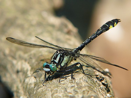 Klínatka obecná M (Gomphus vulgatissimus) 13602